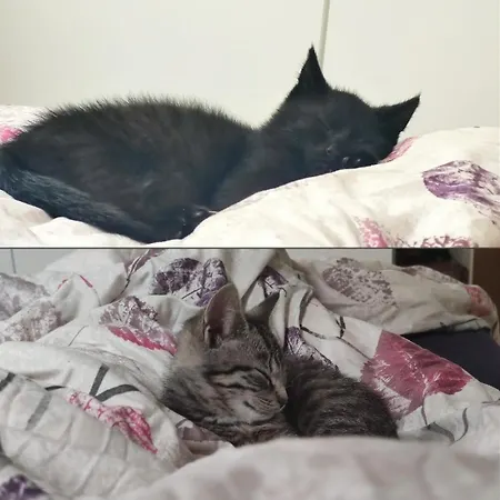 Ferienwohnung, Apartment, - Berlin Neuenhagen דירה