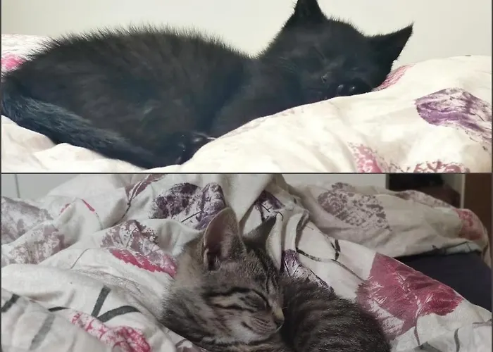 Ferienwohnung, Apartment, - Berlin Neuenhagen Lägenhet